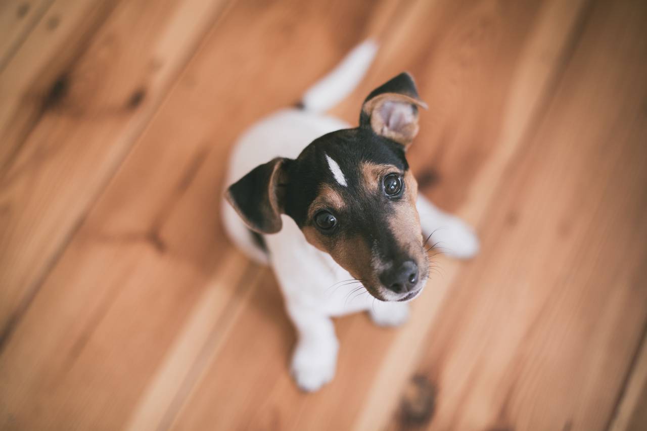 cachorro, cachorrinho, animal de estimação, animal, madeira, chão,