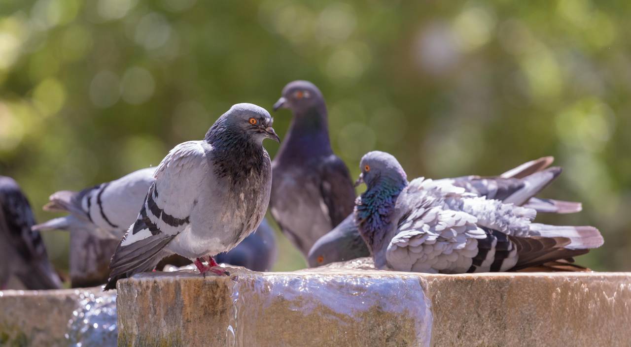 dove, pigeon, bird, animal, blur, bokeh
, 