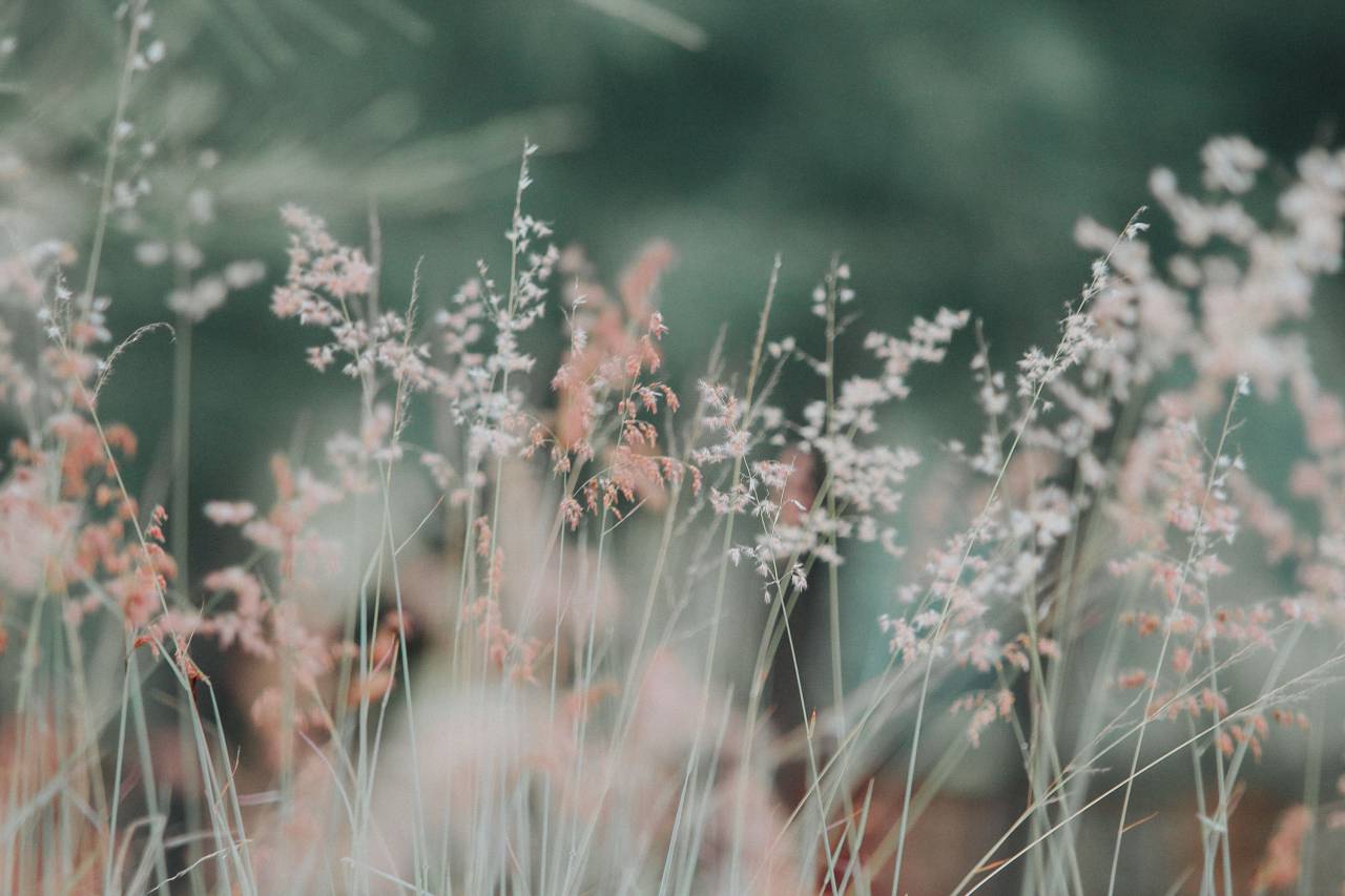 flor, grama, planta, ao ar livre, natureza,