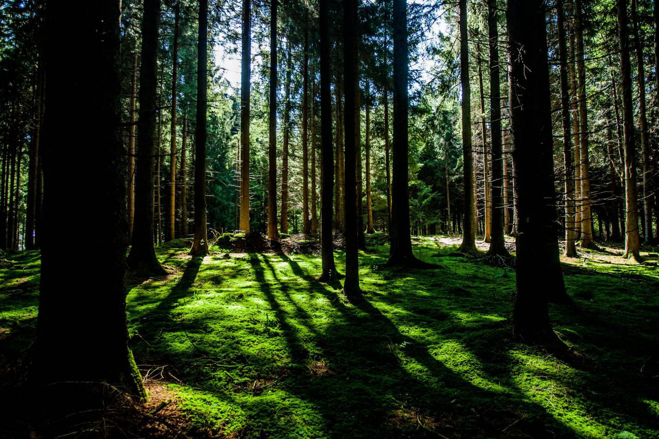 Bosques, bosques, verdes, árboles, ramas, césped, corteza, troncos de árboles, sombras, luz del sol,