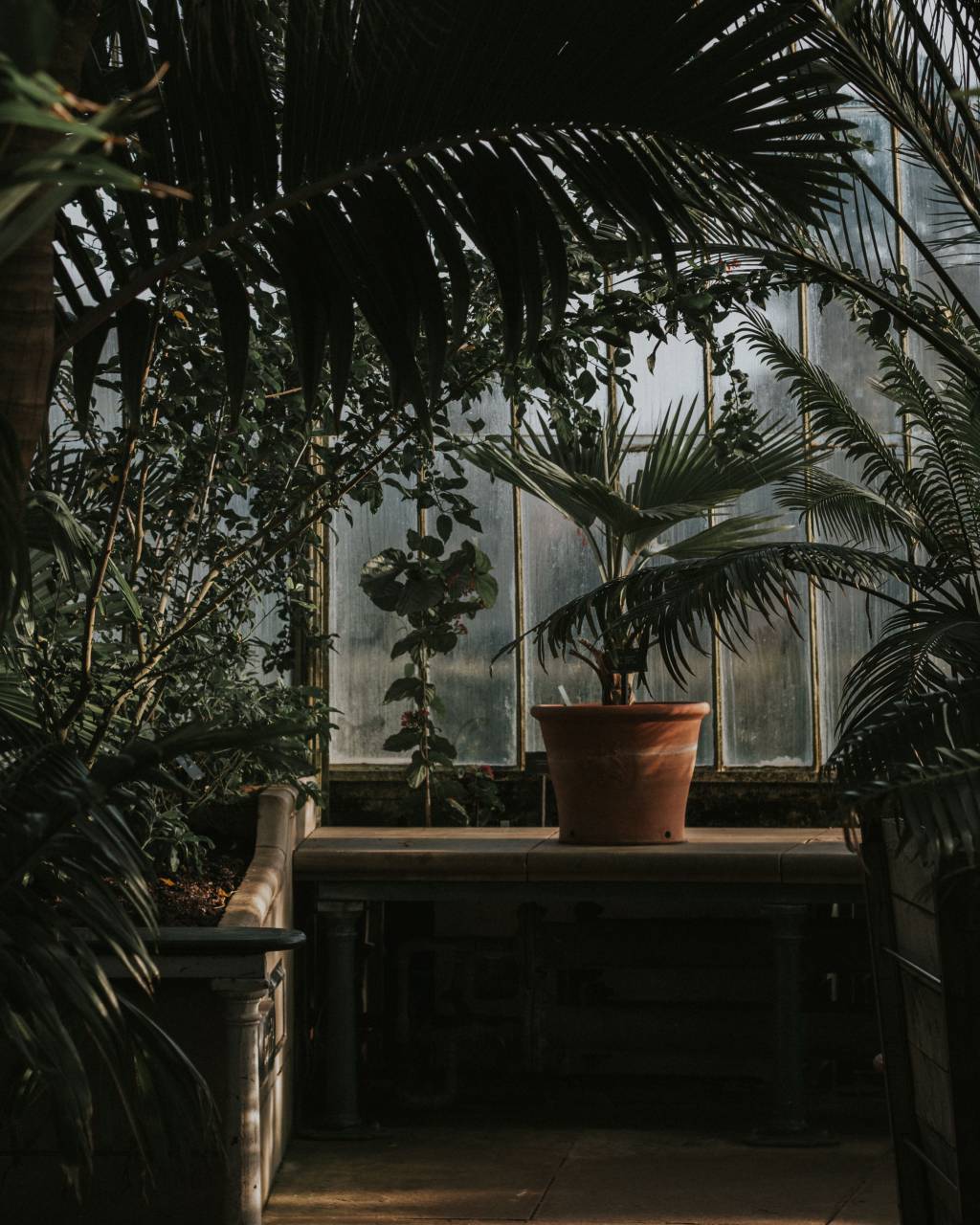 Jardín, decoración, hojas, plantas, olla, verde, árboles, ventana, vidrio,