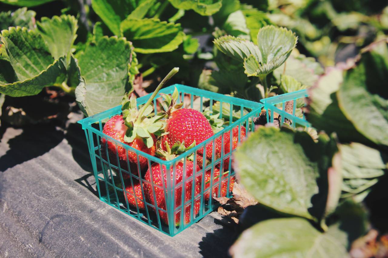 Verde, hojas, plantas, frutas, jardín, granja, campo, fresco, fresa, cosecha, canasta, soleado,