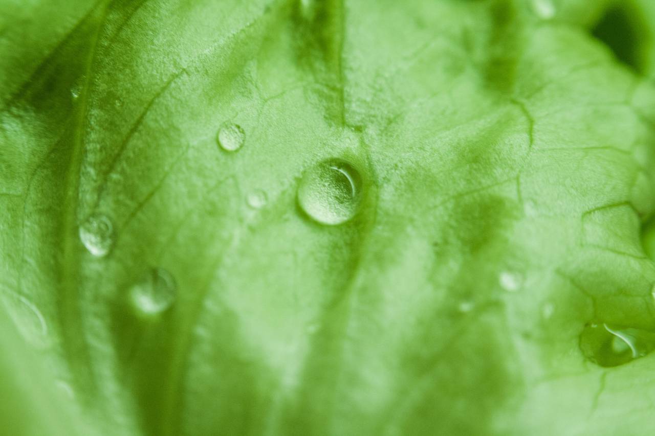 green, leaves, wet, raining, rain drops, nature
, 