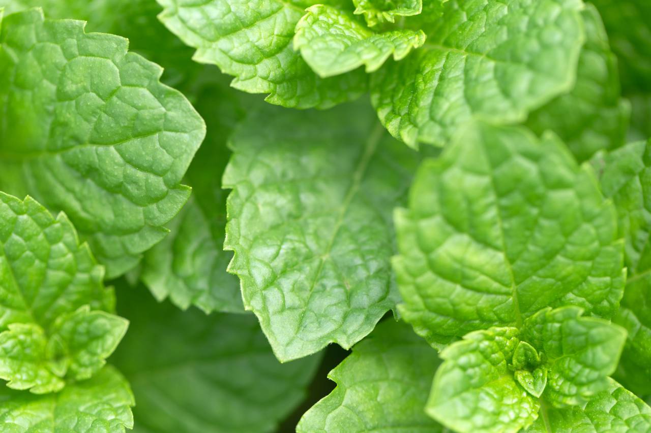 macro, planta, hojas, verde, fondo, crecimiento, naturaleza, orgánico, textura, detalle, plantlife, hoja, al aire libre, papel tapiz, natural,