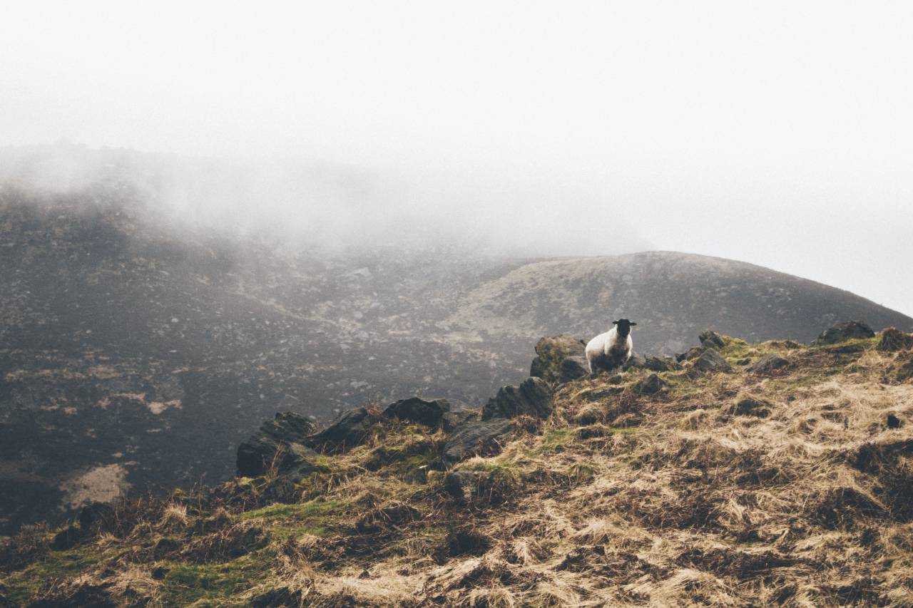 mountain, highland, cloud, fog, summit, peak, landscape, nature, valley, sheep, animal
, 