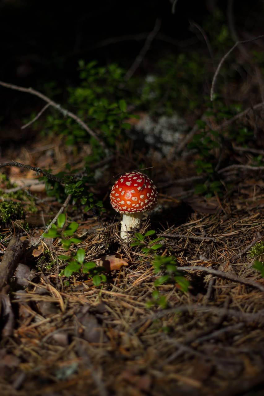 mushroom, fungus, food, outdoor, grass, blur
, 
