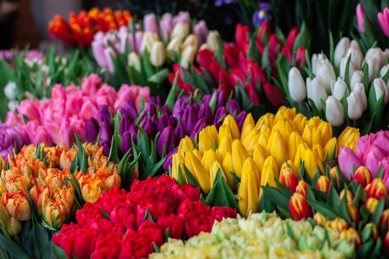 naturaleza, flores, pétalos, brotes, colores, hojas,