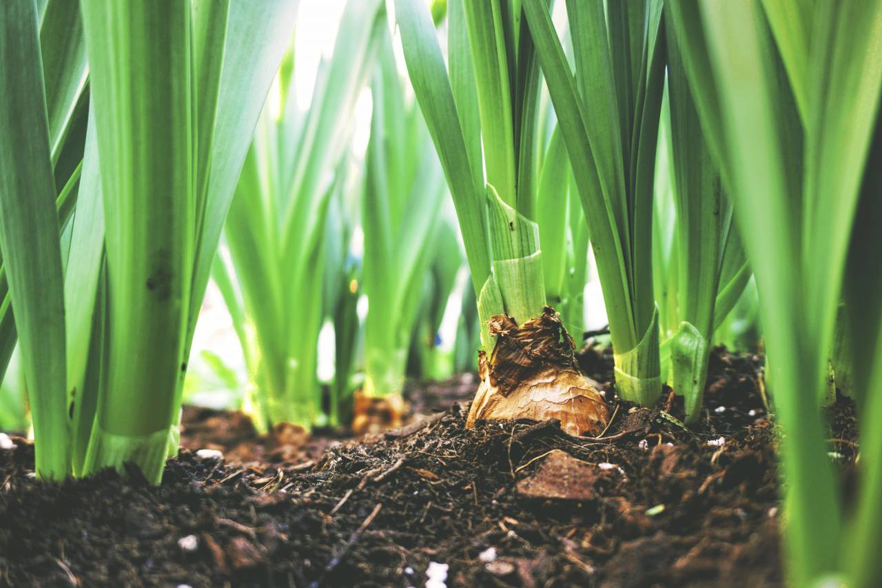 nature, landscape, soil, plant, green, leaves
, 