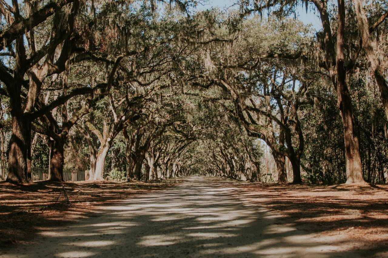 nature, landscape, trees, road, leaves, dried, summer, sun, shadow
, 