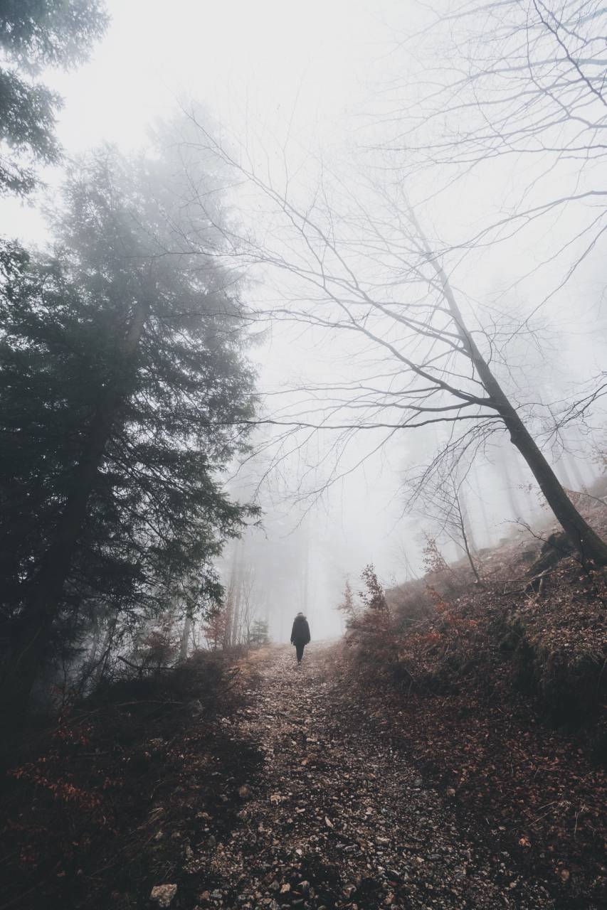 pessoas, viagem, aventura, bosque, floresta, montanha, escalada, caminhada, caminhada, natureza, sozinho, árvores, plantas, neblina, paisagem,