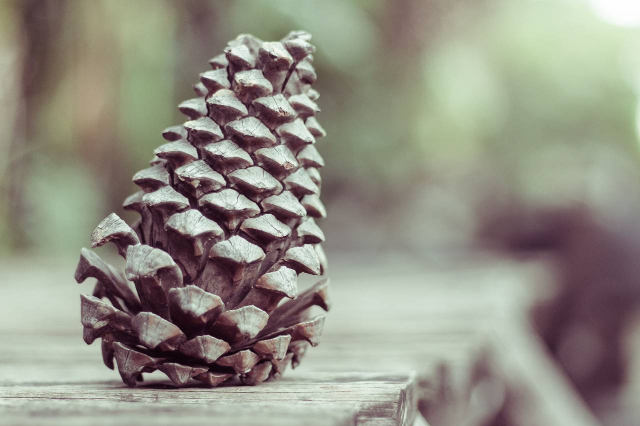 pinecone, conifer, reproduction, pollen, woody
, 