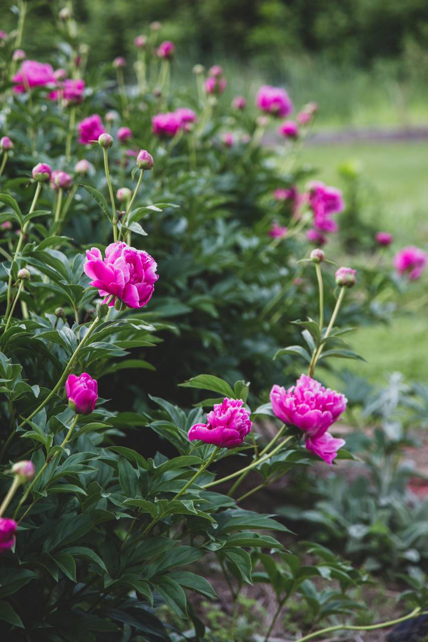 pink, blossoms, garden, flower, bloom, fresh, plants, outdoors, nature, spring, petals, beautiful, summer, flowers
, 