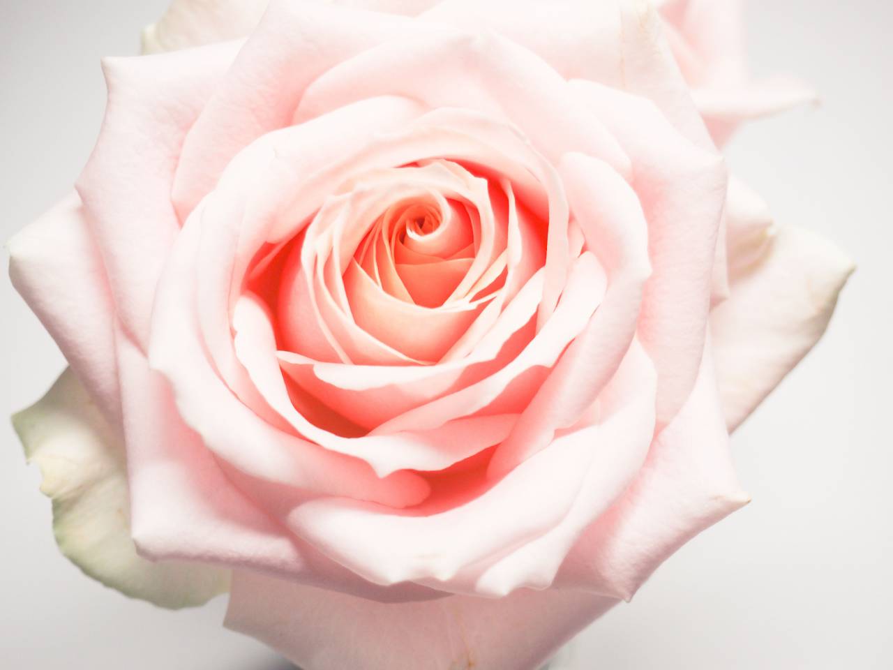 pink, white, rose, flower, fauna, petals, close up, nature, plant, white background, wallpaper
, 