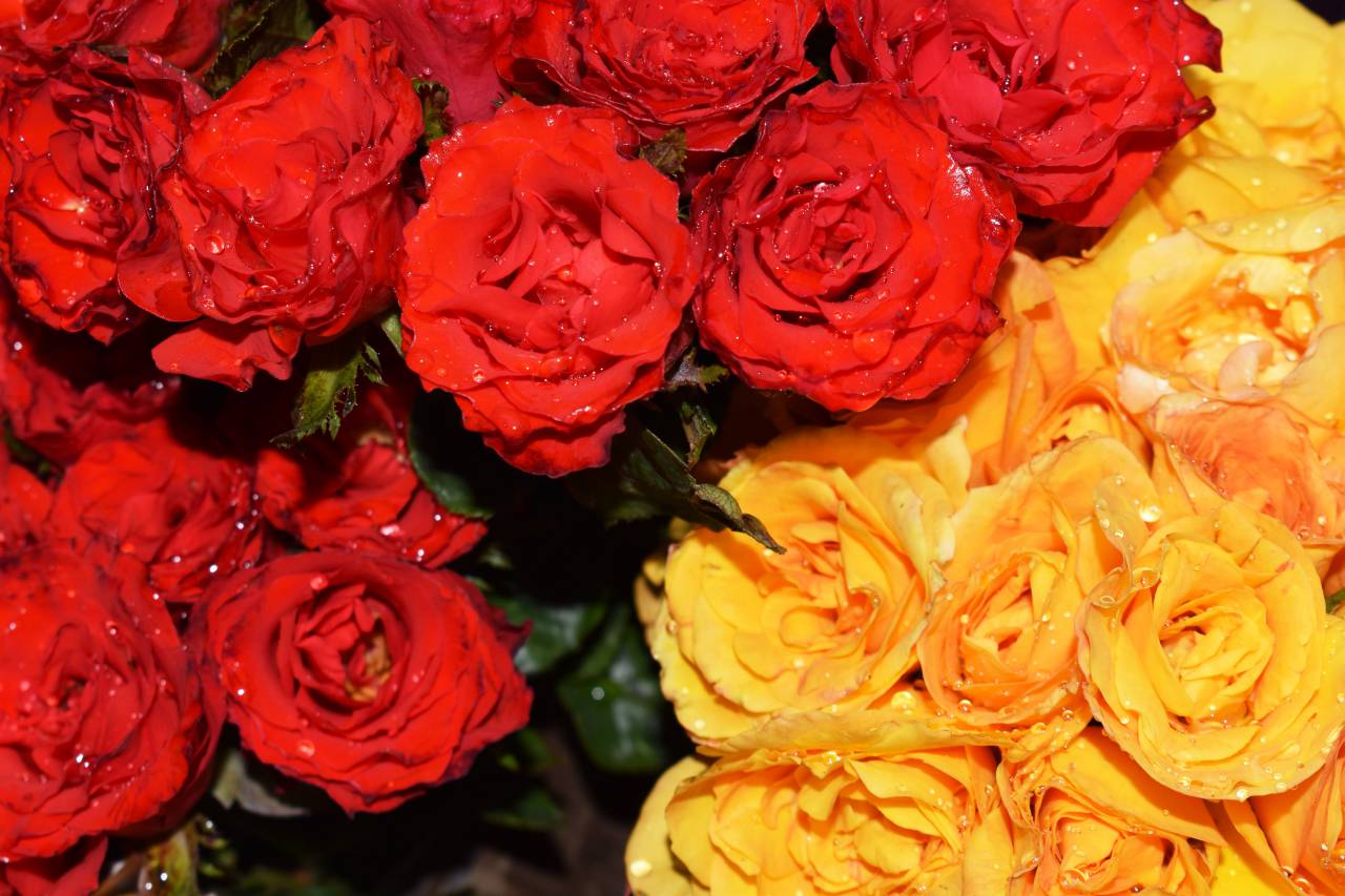 roses, water, droplets, flowers, bouquet, bloom, blossom, fresh, wet, natural, organic, garden, botany, floral, romantic, valentine
, 