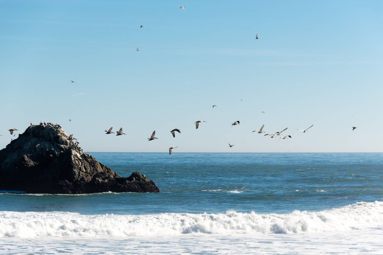 San Francisco, océano, playa, azul, Pacífico, pájaros, pelícanos, pájaros voladores, rock, agua, surf,