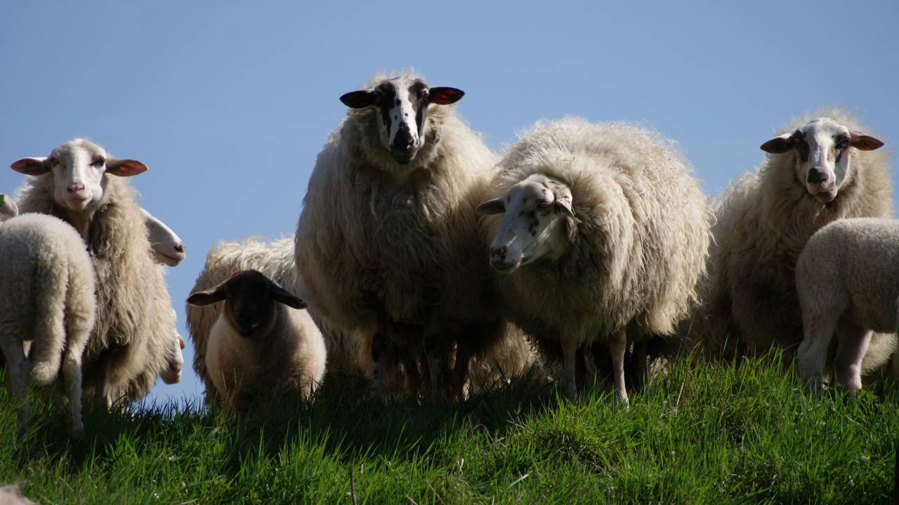 sheep, animals, grass, field, farm
, 
