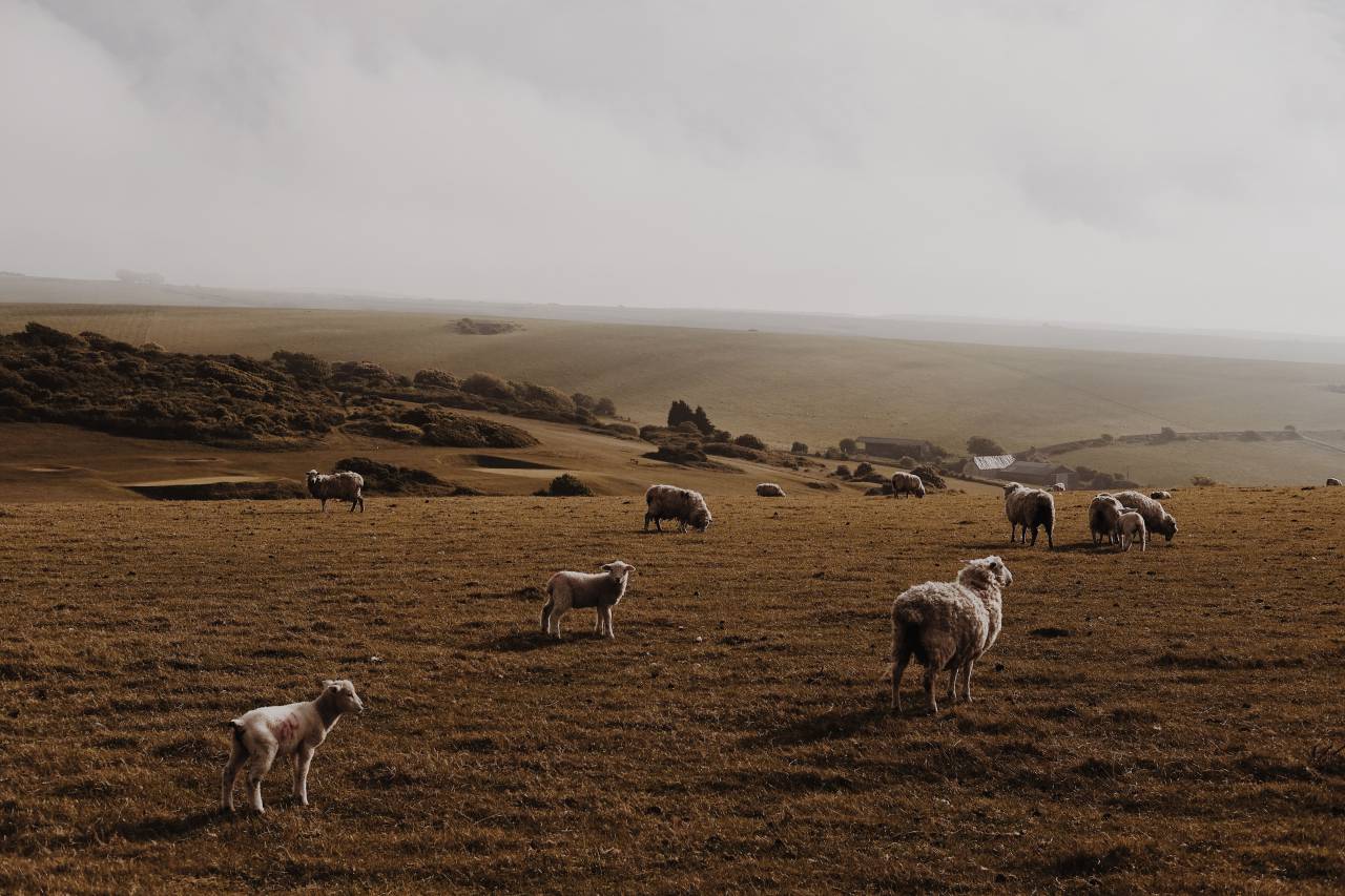 sheep, lamb, ram, pet, animal, herd, green, field, nature, highland, cloud, sky
, 