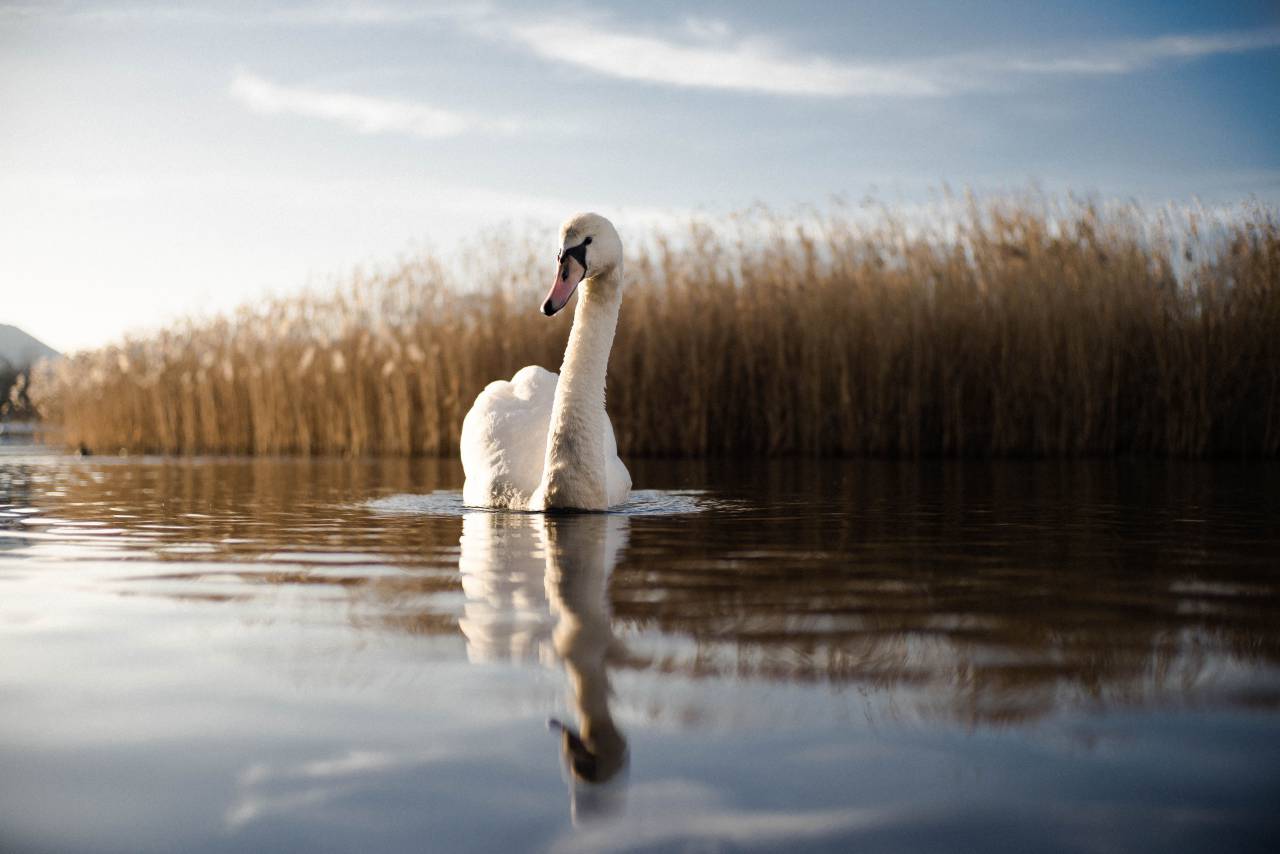 swan, river, swim, calm, happy, reflection, reeed, blue sky, summer, animal, bird
, 
