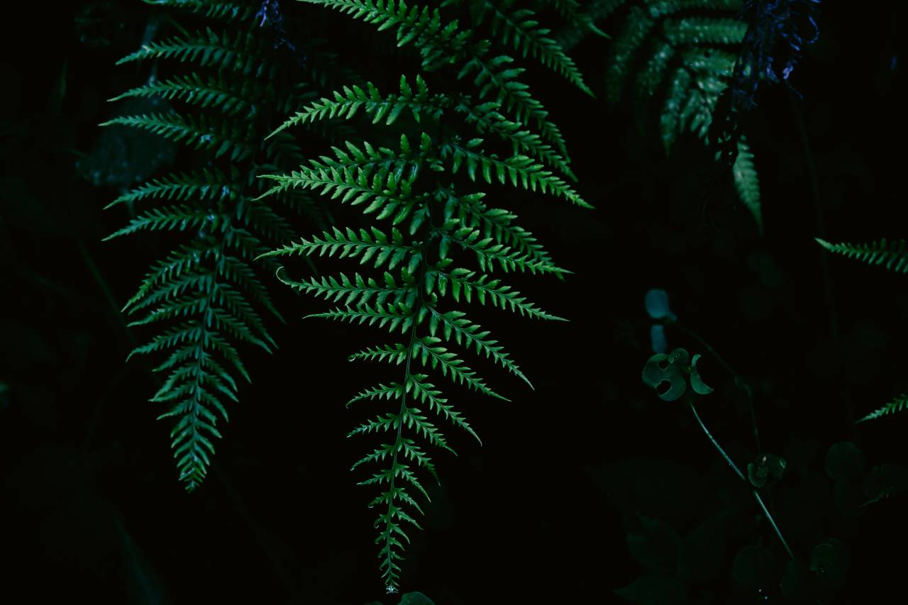 Árbol, planta, verde, hojas, césped, bosque, helecho, naturaleza,