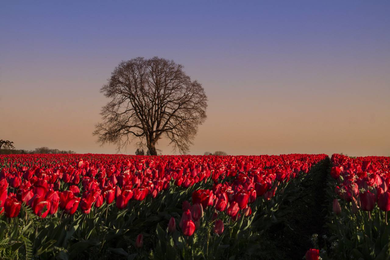 Tulipanes, campo, naturaleza, árbol, flores, flor, puesta de sol, primavera, colorido, jardín, flor, horizonte, paisaje, rojo