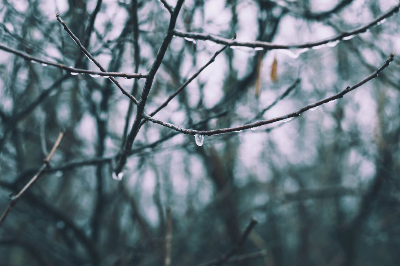 Agua, gotas, lluvia, árboles, tronco, bosque, maderas, corteza,