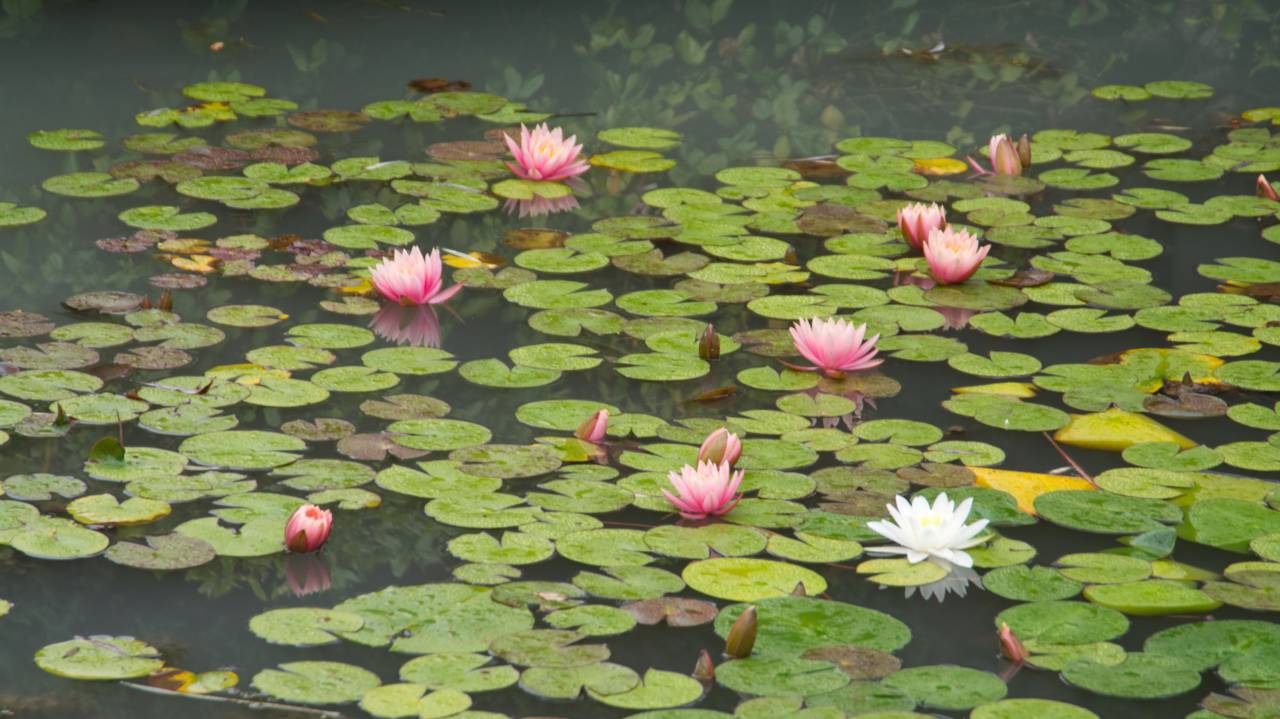 water, lotus, pond, calm, garden, nature, plant, zen, aquatic, leaf, lake, relax, flowers, blossoms
, 
