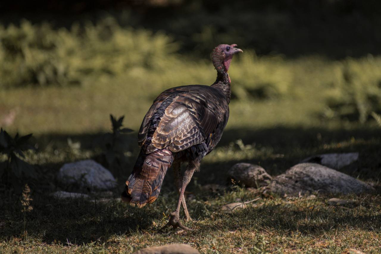 salvaje, pavos, naturaleza, pájaro, animal, plumas, vida silvestre, caza, bosque, césped, campo, al aire libre, marrón, aves de corral, bosques,