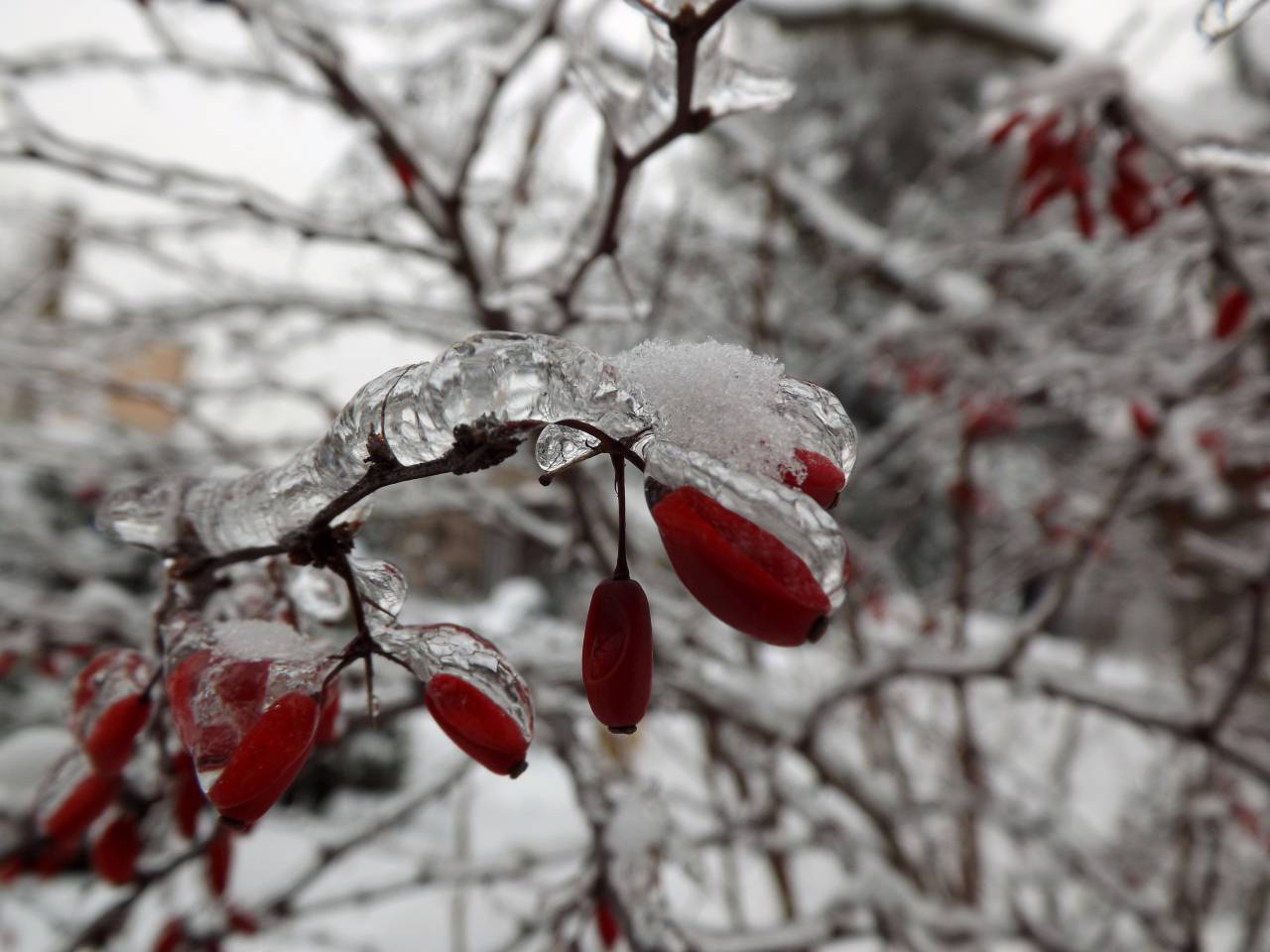 winter, ice, trees, nature, outdoors, frozen, freezing, cold, snow, branches
, 