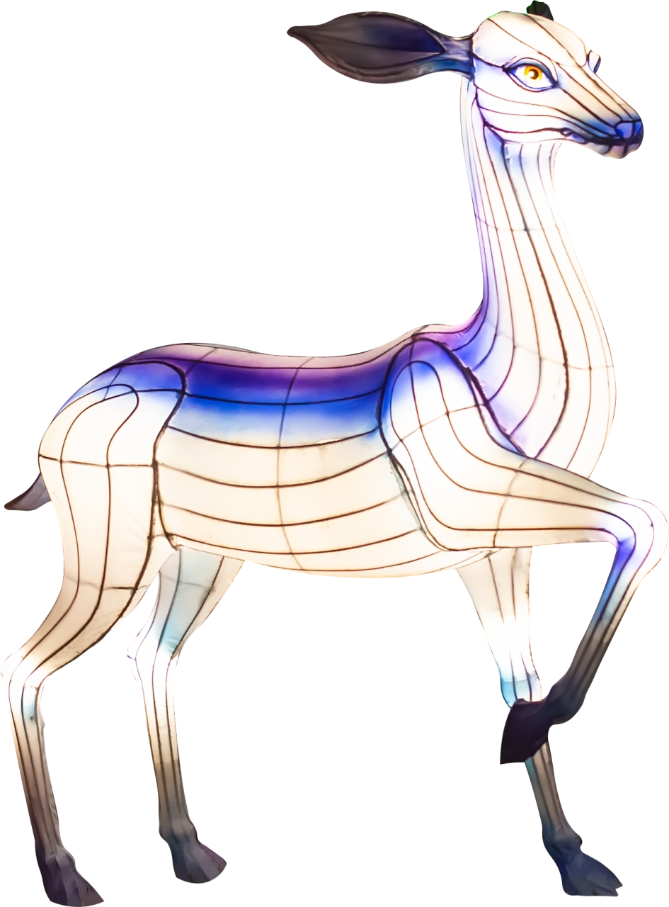 animal,noite,natureza,ilustração