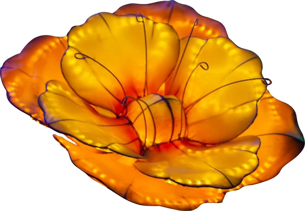  nature,close-up,backgrounds,multi colored,yellow