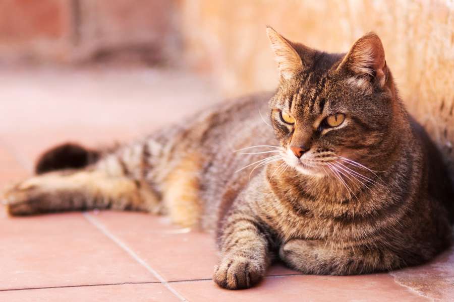 cat, adult, male, grey, pet, mascot, relax, relaxing, resting, outdoors, laying, soil, graden, tired, 