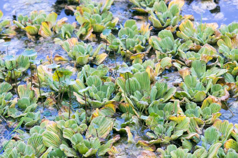 nature, plants, pond, river, parana, parana river, latin america, south america, day, nobody, camalote, floating, wild, coast, 
