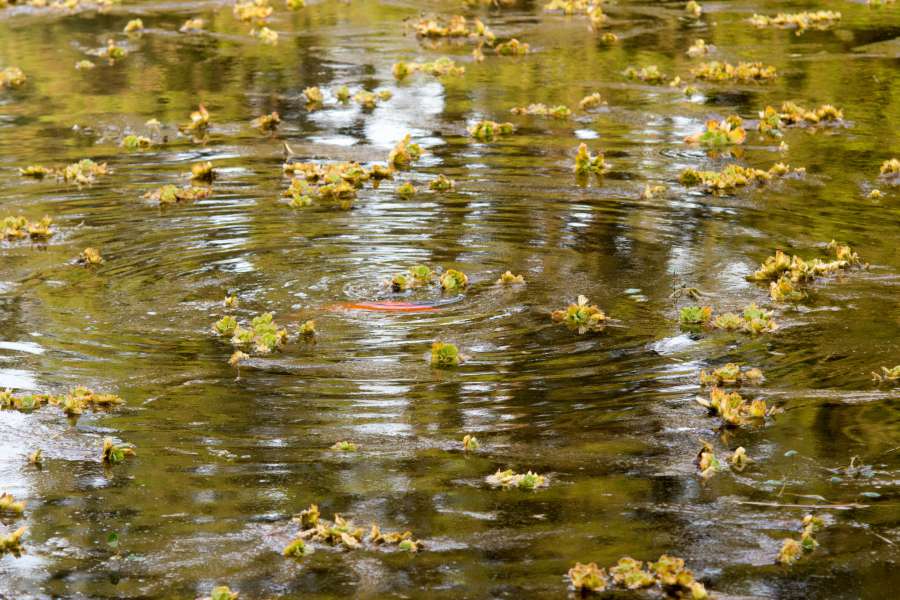 nature, plants, pond, river, parana, parana river, latin america, south america, day, nobody, camalote, floating, wild, coast, orange, fish, hunting, 