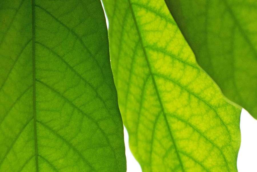 Planta, aguacate, hojas, detalle, verde, patrón, uno, floral, macro, solo