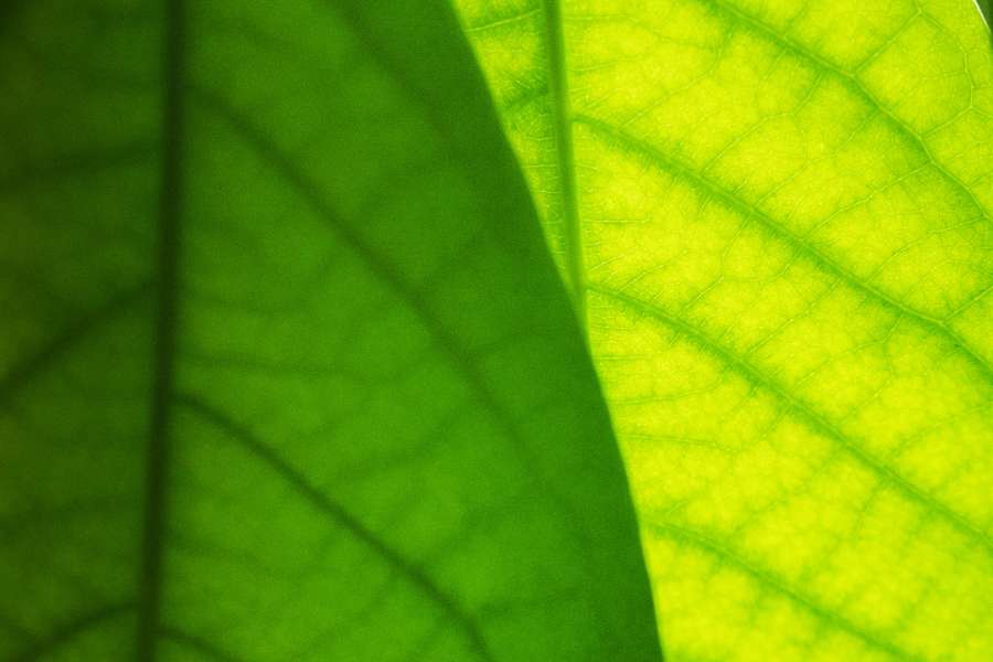Planta, aguacate, hojas, detalle, verde, patrón, uno, floral, macro, solo