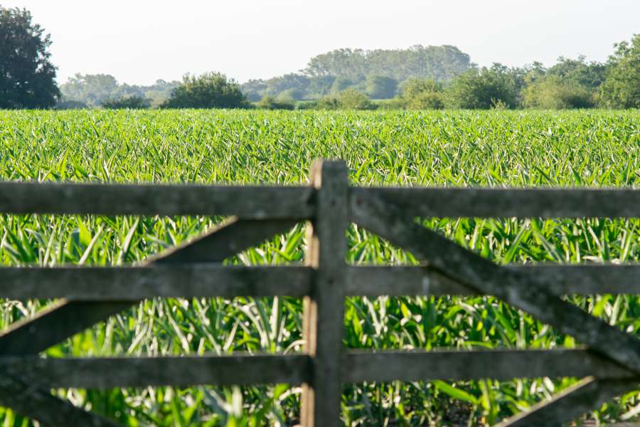 agrarian, agricultural, agriculture, blue, cloud, corn, cornfield, cultivate, cultivated, culture, day, earth, farm, farming, farmland, field, furrow, germs, green, ground, growing, growth, harvest, husbandry, industry, land, landscape, landscaped, landscaping, leaf, maize, nature, outdoor, plantation, row, rural, scene, seed, sky, soil, spring, springtime, sprout, stem, summer, sunlight, tillage, 