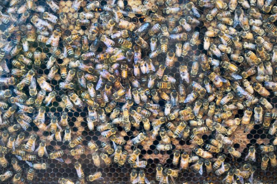 agriculture, animalswarming, apiarist, apiary, apis, bee, beehive, beekeeper, beekeeping, beeswax, collective, colony, crop, detail, domesticated, effort, essential, farm, farmer, frame, garden, golden, hive, hobby, honey, honeybee, honeycomb, insect, joint, labor, land, macro, many, nest, number, occupation, organic, pollen, pollinate, pollination, pollinic, produce, queen, swarm, sweet, together, wax, worker, working, 