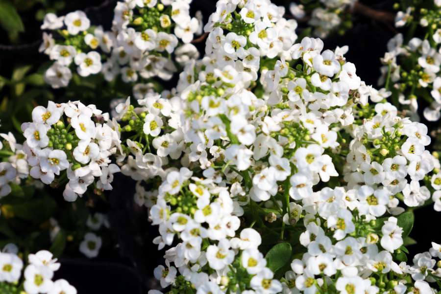 Fondo, hermosa, belleza, florecer, floreciente, flor, florecimiento, botánica, rama, arbusto, primer plano, flora, flor, flores, jardín, verde, naturaleza, pétalo, planta, temporada, arbusto, spirea, primavera, blanco,