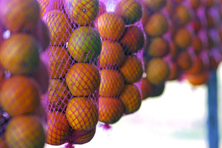 plantation, harvest, field, rural, box, orange, net, fruit, production, agricultural, san pedro, buenos aires, argentina, latin america, industry, industrial, 