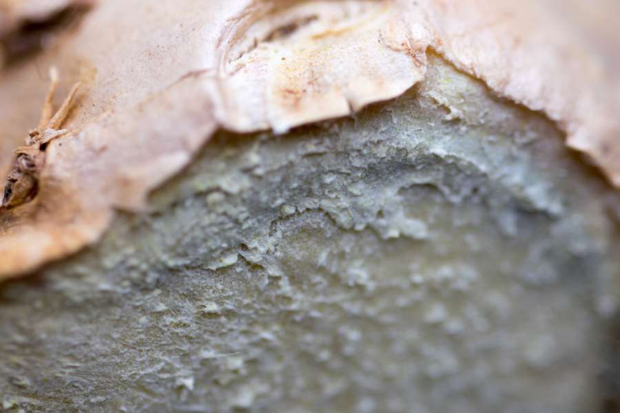 asian, brown, chinese, close up, ingredient, cuisine, delicacy, detail, flavor, food, ginger, healthy, japanese, medicinal, natural, nature, organic, oriental, piece, slice, plant, raw, rhizome, root, seasoning, spice, spicy, tuber, vegetable, rind, peel, texture, 