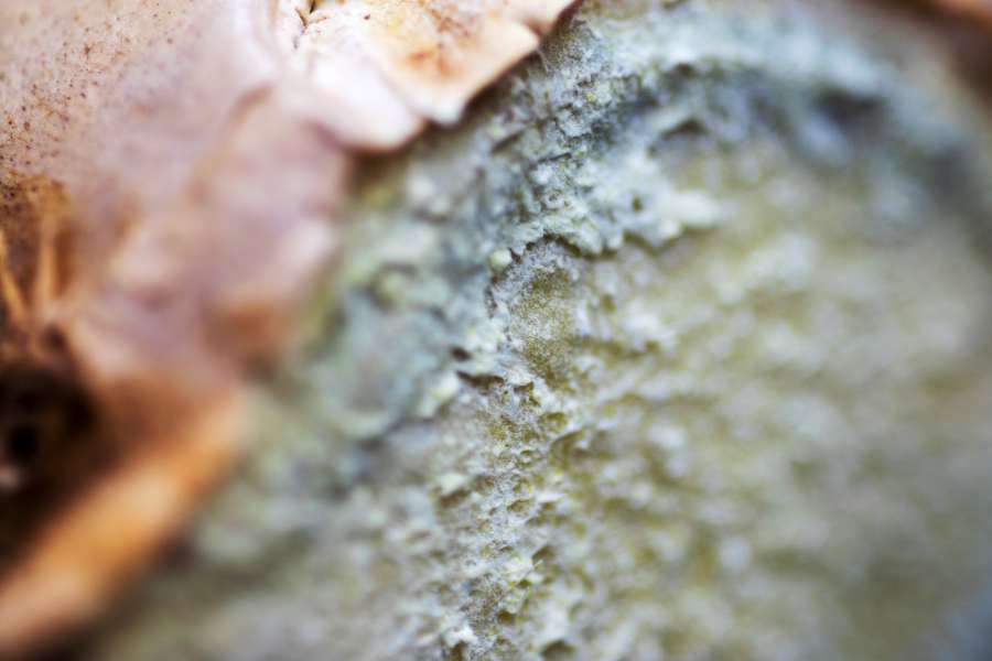asian, brown, chinese, close up, ingredient, cuisine, delicacy, detail, flavor, food, ginger, healthy, japanese, medicinal, natural, nature, organic, oriental, piece, slice, plant, raw, rhizome, root, seasoning, spice, spicy, tuber, vegetable, rind, peel, texture, 