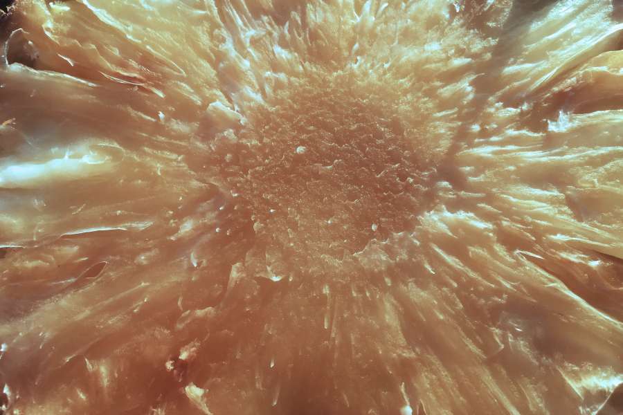 abstract, apple, background, close, closeup, color, cut, diet, food, fresh, fruit, healthy, nature, nutrition, piece, pine, pineapple, shape, slice, summer, sweet, tropical, up, white, yellow, 