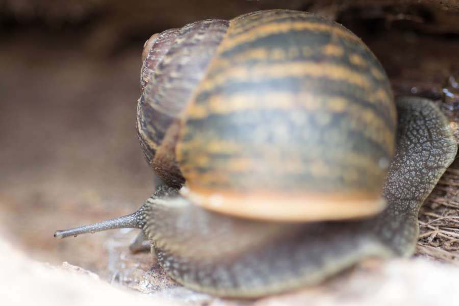 animal, antenna, background, brown, burgundy, close, couple, detail, edible, escargot, forest, garden, helix, macro, mollusc, mollusca, mollusk, nature, outdoors, pine, pomatia, roman, shell, slime, slimy, slow, snail, spiral, tree, wet, wild, wildlife, wood, 