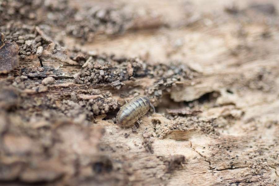 Armadillidiidae, antenna, armadillo, armor, beetle, bug, close, creature, creepy, exoskeleton, insect, legs, louse, macro, pest, pill, roll, roly, slater, up, upside, wood, woodlouse, 
