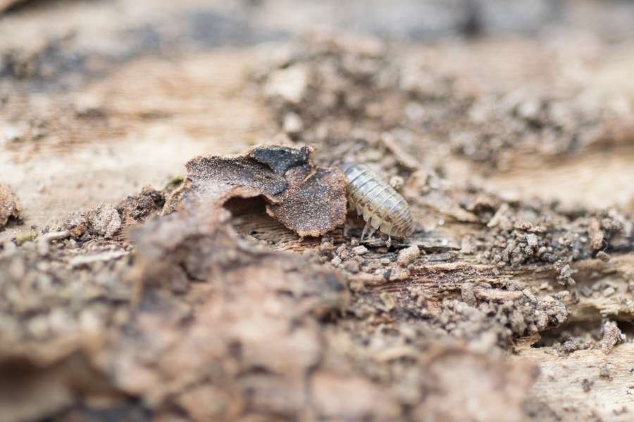 Armadillidiidae, antenna, armadillo, armor, beetle, bug, close, creature, creepy, exoskeleton, insect, legs, louse, macro, pest, pill, roll, roly, slater, up, upside, wood, woodlouse, 