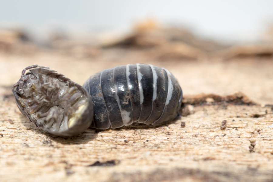 Armadillidiidae, antenna, armadillo, armor, beetle, bug, close, creature, creepy, exoskeleton, insect, legs, louse, macro, pest, pill, roll, roly, slater, up, upside, wood, woodlouse, dead, 