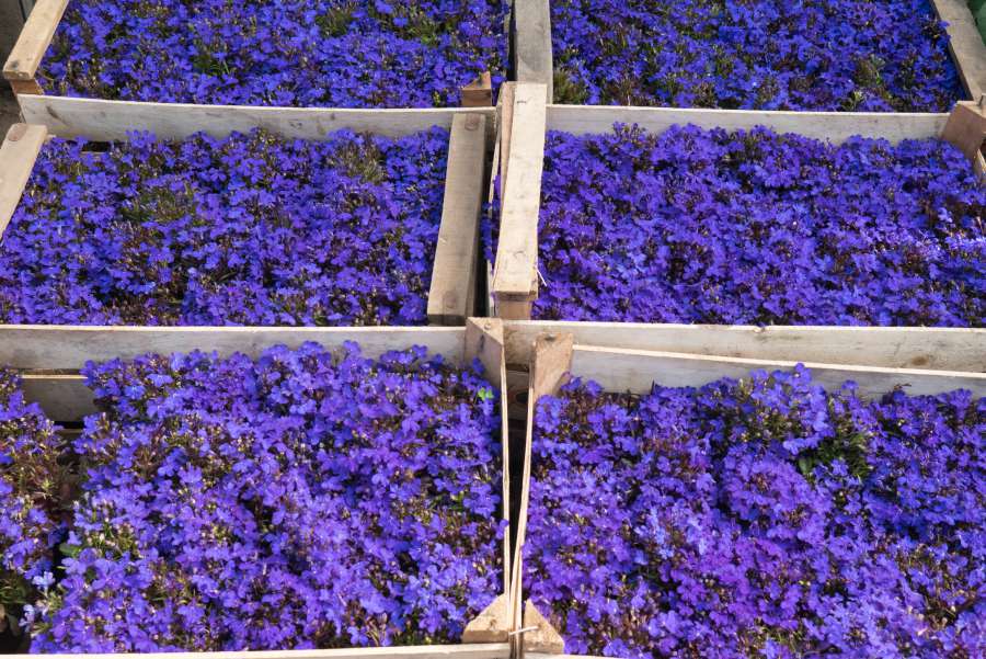 greenhouse, flower, poinsettia, white, flowers, colorful, nature, growing, plant, floral, field, purple, green, nursery, cultivation, pattern, industry, background, horticulture, leaf, interior, geranium, violet, macro, spring, lilac, beautiful, color, beauty, summer, botanical, abstract, garden, blossom, bouquet, romance, botany, blooming, decoration, 