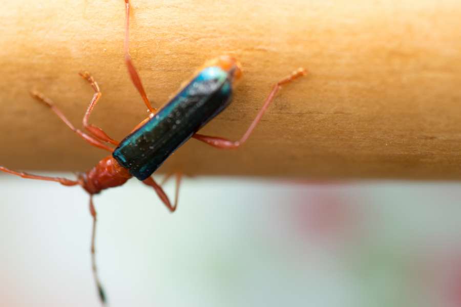 guitarrero, insect, Compsocerus violaceus, latin america, south america, nature, colorful, Cerambycidae, brazil, argentina, agricultural, pest, hand, 