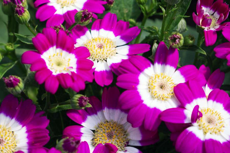 violeta, natural, margarita, aislado, flores, naturaleza, negro, vistoso, brillante, planta, rosa, floral, collage, surrealista, crisantemo, lino, clavo, dalia, peonía, aster, primula, jardín, flor, púrpura, ramo,