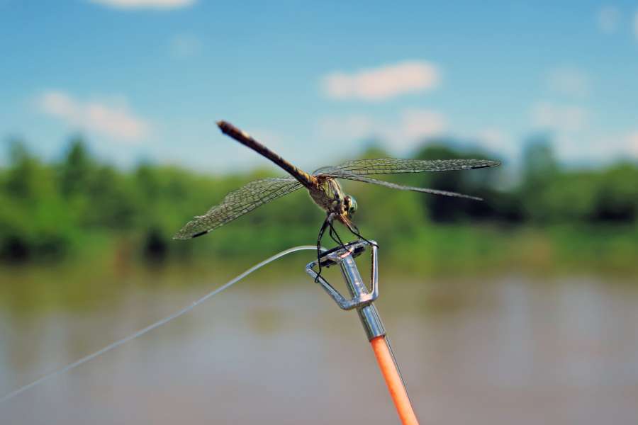 insect, macro, closeup, chaser, green, life, texture, colorful, resting, fragile, fauna, dragonfly, detail, delicate, buzz, damselfly, wildlife, wings, soft, spring, vivid, creature, coleopteres, bright, bug, blue, beauty, arthropod, beautiful, nature, eye, animal, fishing rod, top, river, 